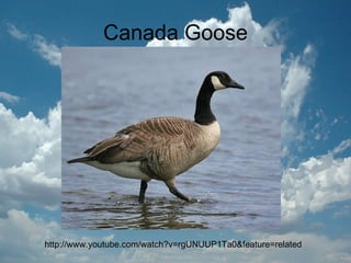 Canada Goose http://www.youtube.com/watch?v=rgUNUUP1Ta0&feature=related