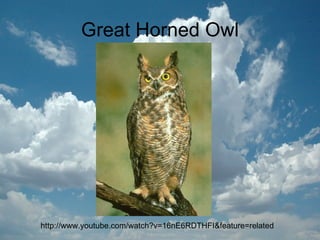 Great Horned Owl http://www.youtube.com/watch?v=16nE6RDTHFI&feature=related