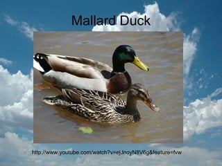 Mallard Duck http://www.youtube.com/watch?v=ejJnoyN8V6g&feature=fvw