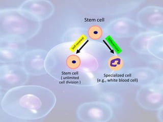 Stem cell
Stem cell
( unlimited
cell division )
Specialized cell
(e.g., white blood cell)
 