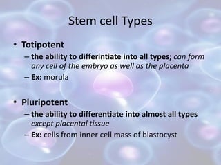 Stem cell Types
• Totipotent
– the ability to differintiate into all types; can form
any cell of the embryo as well as the placenta
– Ex: morula
• Pluripotent
– the ability to differentiate into almost all types
except placental tissue
– Ex: cells from inner cell mass of blastocyst
 