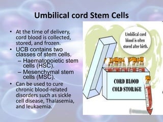 Umbilical cord Stem Cells
• At the time of delivery,
cord blood is collected,
stored, and frozen.
• UCB contains two
classes of stem cells.
– Haematopoietic stem
cells (HSC).
– Mesenchymal stem
cells (MSC).
• Can be used to cure
chronic blood-related
disorders such as sickle
cell disease, Thalasemia,
and leukaemia.
 