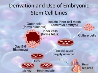 Derivation and Use of Embryonic
Stem Cell Lines
Isolate inner cell mass
(destroys embryo)
Heart muscleKidney
Liver
“Special sauce”
(largely unknown)
Day 5-6
Blastocyst
Inner cells
(forms fetus)
Outer cells
(forms placenta)
Heart
repaired
Culture cells
 