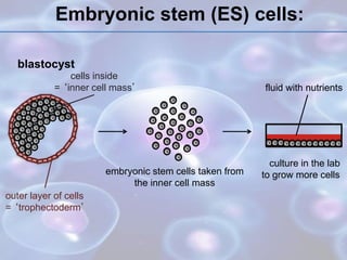 Embryonic stem (ES) cells:
blastocyst
outer layer of cells
= ‘trophectoderm’
cells inside
= ‘inner cell mass’
embryonic stem cells taken from
the inner cell mass
culture in the lab
to grow more cells
fluid with nutrients
 