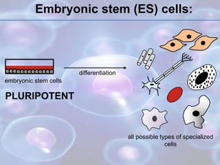 Embryonic stem (ES) cells:
embryonic stem cells
PLURIPOTENT
all possible types of specialized
cells
differentiation
 