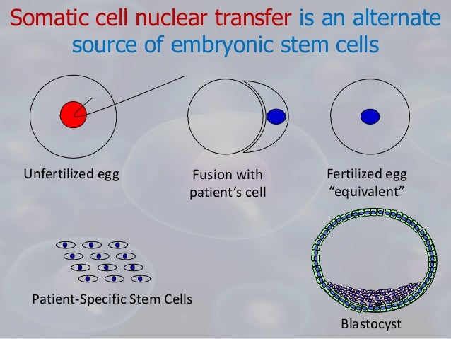 help me do my essay somatic cell nuclear transfer pgbari somatic cell nuclear transfer