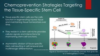Chemoprevention Strategies Targeting
the Tissue-Specific Stem Cell
u Tissue-specific stem cells are the cells
function in regenerating injured tissue
and maintaining tissue homeostasis over
time.
u They reside in a stem cell niche provides
cellular signals and interactions for
maintaining stem cell functions.
u Asymmetric division of tissue-specific
stem cell resulting in self-renewal and
multilineage differentiation.
Figure 6: Transformation is a multi-step process that gives rise
to a heterogeneous tumor.
(Maund andCramer 2010)
(Maund andCramer 2010)
 