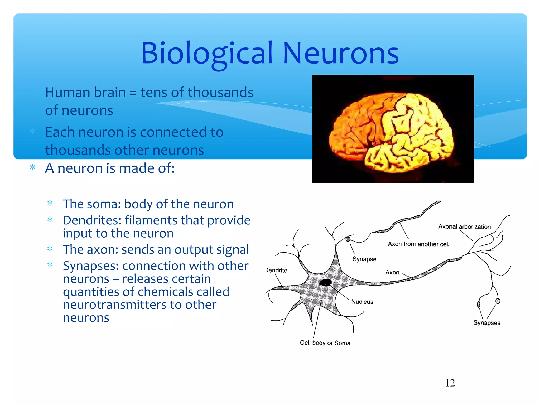 Biological Neurons
∗ Human brain = tens of thousands
of neurons
∗ Each neuron is connected to
thousands other neurons
∗ A neuron is made of:
∗ The soma: body of the neuron
∗ Dendrites: filaments that provide
input to the neuron
∗ The axon: sends an output signal
∗ Synapses: connection with other
neurons – releases certain
quantities of chemicals called
neurotransmitters to other
neurons

12

 