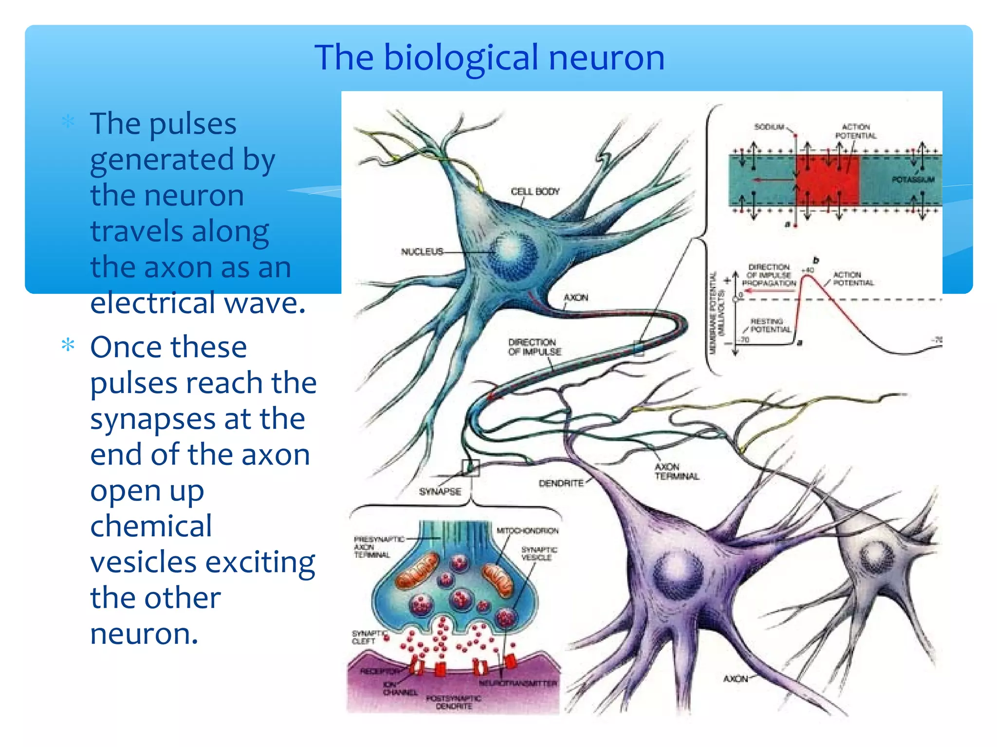 The biological neuron
∗ The pulses
generated by
the neuron
travels along
the axon as an
electrical wave.
∗ Once these
pulses reach the
synapses at the
end of the axon
open up
chemical
vesicles exciting
the other
neuron.
14

 