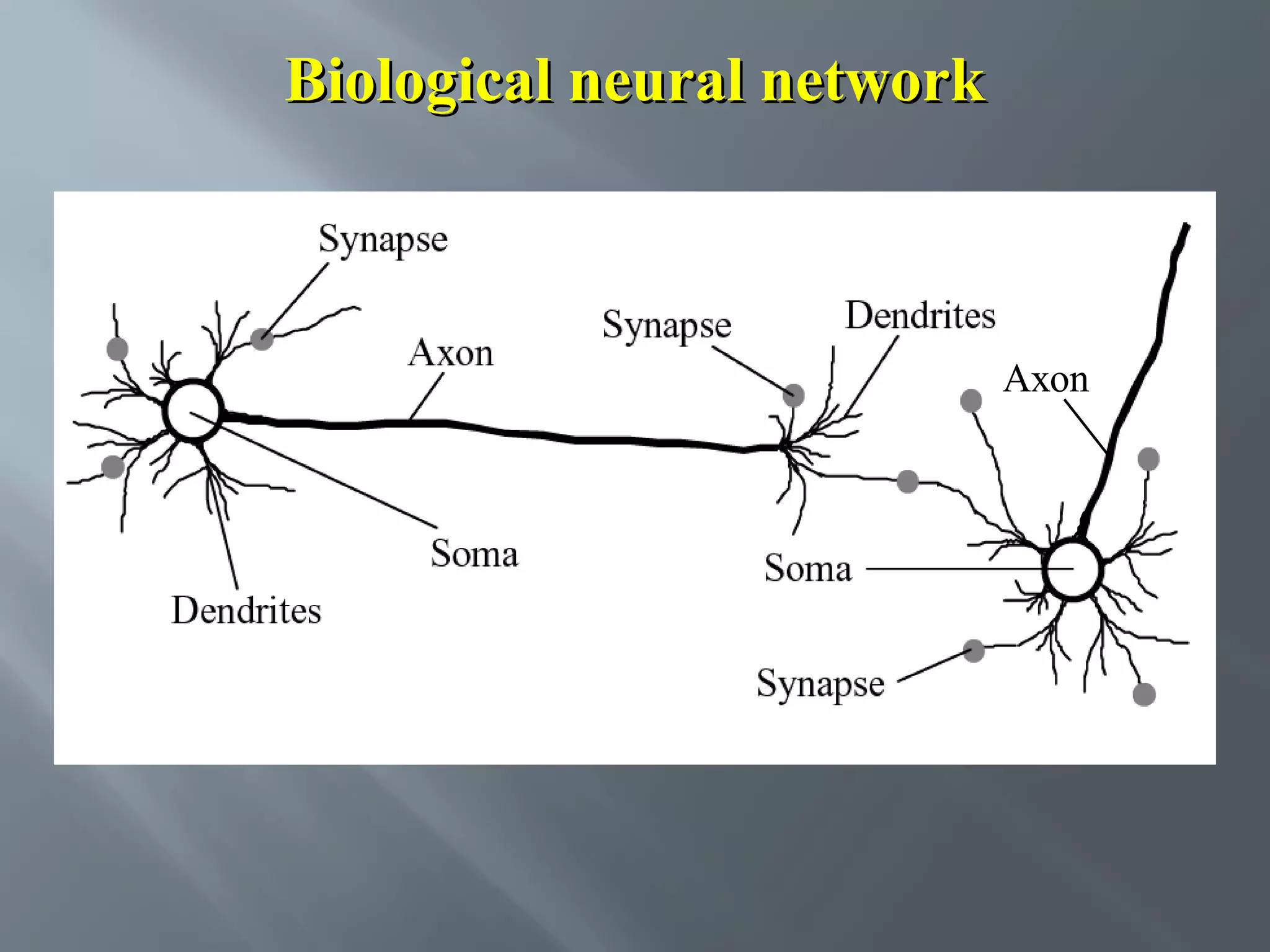 Biological neural network Synapse Axon Soma Dendrites Synapse Dendrites Axon Soma Synapse 