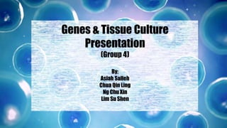Genes & Tissue Culture
Presentation
(Group 4)
By:
Asiah Salleh
Chua Qin Ling
Ng Chu Xin
Lim Su Shen
 