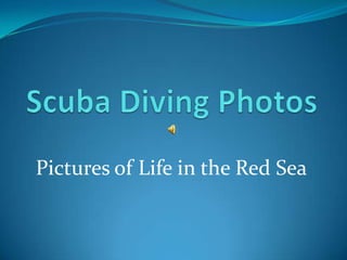 Pictures of Life in the Red Sea
 