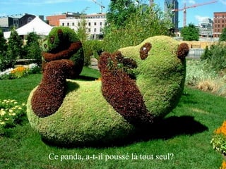 Ce panda, a-t-il poussé là tout seul? 