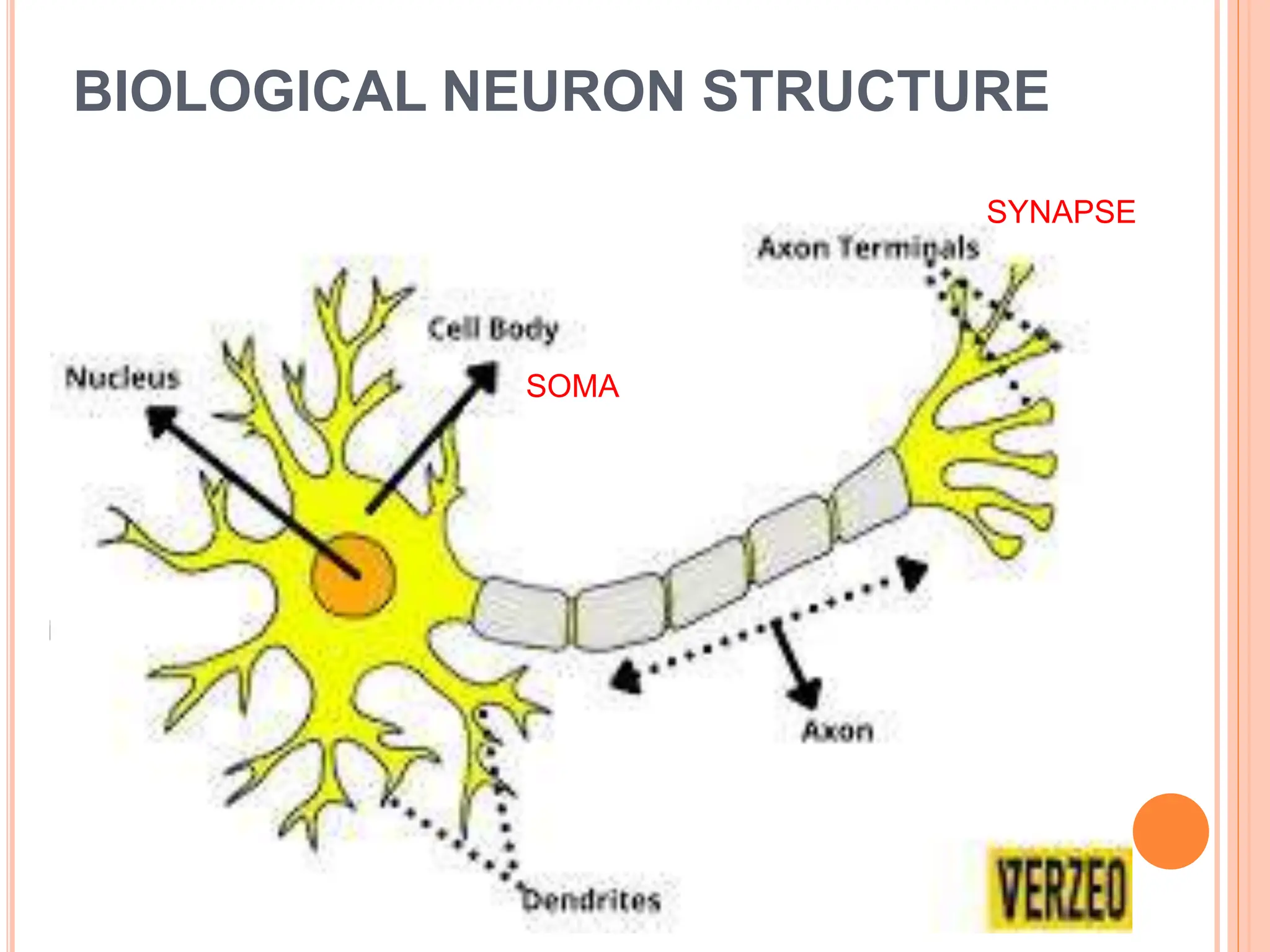 BIOLOGICAL NEURON STRUCTURE
SOMA
SYNAPSE
 