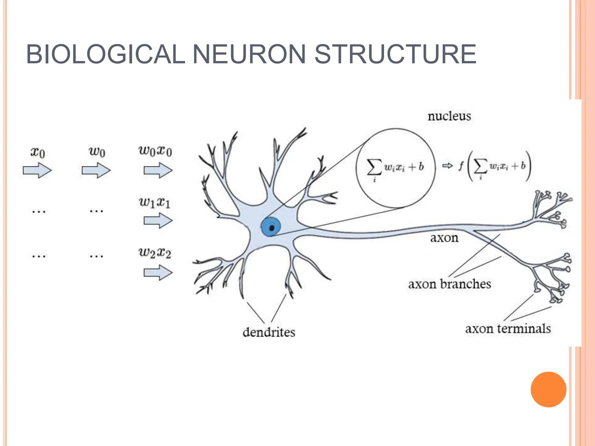 BIOLOGICAL NEURON STRUCTURE
 