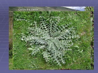 Aghja : aire à blé de  Capitellu Capitellu Capanna Campu à a Vacca 