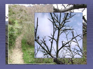 Capitellu Ortula Pardine Putria Mutalellu Capitellu 