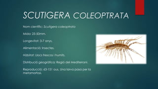 SCUTIGERA COLEOPTRATA
Nom científic: Scutigera coleoptrata
Mida: 25-50mm.
Longevitat: 3-7 anys.
Alimentació: Insectes.
Hàbitat: Llocs frescos i humits.
Distribució geogràfica: Regió del Mediterrani.
Reproducció: 63-151 ous. Una larva pasa per la
metamorfosi.
 