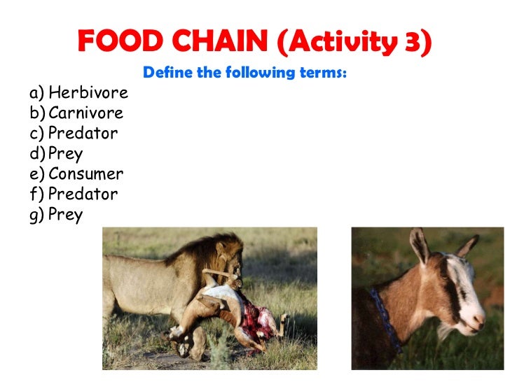 FOOD CHAIN AND FOOD WEB Biology Diagrams