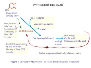 Figure 4. Cholesterol Metabolism - Bile Acid Synthesis and its Regulation
Cholesterol
(1st
ring only)
HO
Feed forward
induction
by cholesterol
via binding to
liver LXR
receptor

Feedback repression
by bile acids via
binding to liver FXR
receptor

O2 + NADPH
vitamin C (cofactor)
NADP+
7α-Hydroxycholesterol
Bile Acids:
Cholic acid
Chenodeoxycholic acidmultipl
e steps
7α-Hydroxylase
feedback repression broken by cholestyramine
SYNTHESIS OF BILE SALTS
 