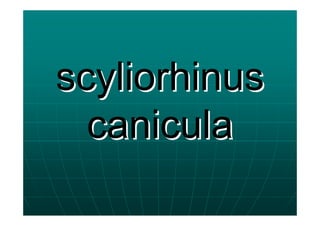 scyliorhinus
  canicula