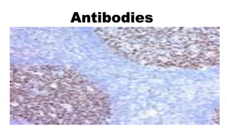 Antibodies
 
