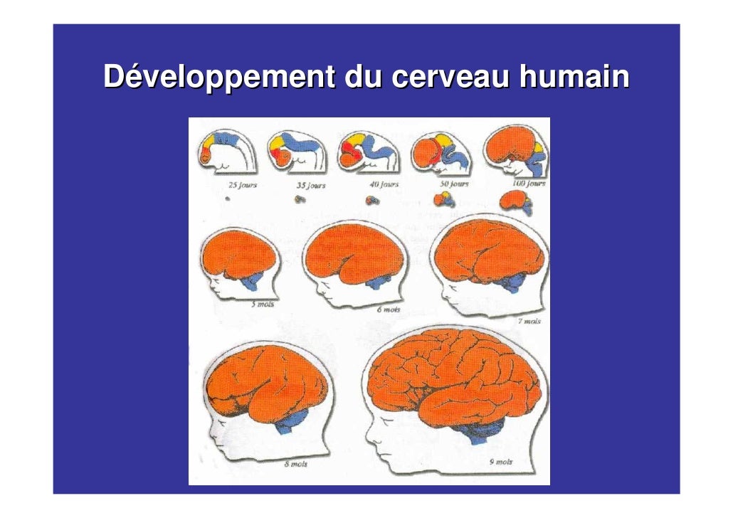 L évolution Du Cerveau Humain Depuis Préhistoire Schizophrénie
