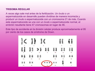 TRISOMIA REGULAR A veces algo sale mal antes de la fertilización. Un óvulo o un espermatozoide en desarrollo pueden dividirse de manera incorrecta y producir un óvulo o espermatozoide con un cromosoma 21 de más. Cuando este espermatozoide se une con un óvulo o espermatozoide normal, el embrión resultante tiene 47 cromosomas en lugar de 46.  Este tipo de accidente en la división celular produce aproximadamente el 95 por ciento de los casos de síndrome de Down. 