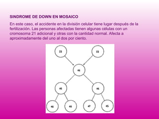 SINDROME DE DOWN EN MOSAICO En este caso, el accidente en la división celular tiene lugar después de la fertilización. Las personas afectadas tienen algunas células con un cromosoma 21 adicional y otras con la cantidad normal. Afecta a aproximadamente del uno al dos por ciento.   