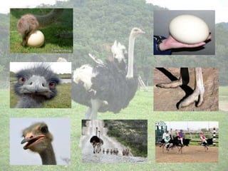 Sequência Didática   Avestruz