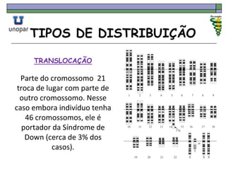 TIPOS DE DISTRIBUIÇÃO
TRANSLOCAÇÃO
Parte do cromossomo 21
troca de lugar com parte de
outro cromossomo. Nesse
caso embora indivíduo tenha
46 cromossomos, ele é
portador da Síndrome de
Down (cerca de 3% dos
casos).
 
