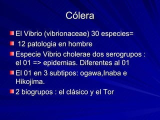 Cólera <ul><li>El Vibrio (vibrionaceae) 30 especies= </li></ul><ul><li>12 patologia en hombre </li></ul><ul><li>Especie Vi...