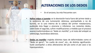 ALTERACIONES DE LOS DEDOS
• En el anciano, los más frecuentes son:
• Hallux valgus o juanete: es la desviación hacia fuera del primer dedo y
la existencia de una tumoración dolorosa, acompañada o no de
bursitis, en la cara interna de la cabeza del primer metatarsiano,
pudiendo ésta llegar a ulcerarse e infectarse. Los restantes dedos,
sobre todo el segundo, sufren modificaciones a medida que el proceso
avanza trasformándose en “dedo en martillo”, y el resto del antepié se
sobrecarga, haciéndose doloroso.
• Dedos en martillo: engloba distintos tipos de deformidades como el
“dedo en garra”, “en cuello de cisne”, etc., de distinta significación.
Suele acompañar a otras alteraciones del pie como el pie cavo o las
hiperqueratosis.
 
