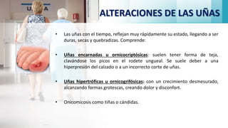 ALTERACIONES DE LAS UÑAS
• Las uñas con el tiempo, reflejan muy rápidamente su estado, llegando a ser
duras, secas y quebradizas. Comprende:
• Uñas encarnadas u ornicocriptósicas: suelen tener forma de teja,
clavándose los picos en el rodete ungueal. Se suele deber a una
hiperpresión del calzado o a un incorrecto corte de uñas.
• Uñas hipertróficas u ornicogrifósicas: con un crecimiento desmesurado,
alcanzando formas grotescas, creando dolor y disconfort.
• Onicomicosis como tiñas o cándidas.
 