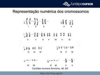 Representação numérica dos cromossomosRepresentação numérica dos cromossomos
http://ctc.fmrp.usp.br/http://ctc.fmrp.usp.br/
 