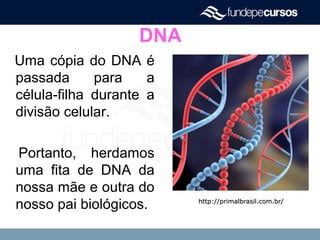 DNA
Uma cópia do DNA é
passada para a
célula-filha durante a
divisão celular.
Portanto, herdamos
uma fita de DNA da
nossa mãe e outra do
nosso pai biológicos. http://primalbrasil.com.br/http://primalbrasil.com.br/
 
