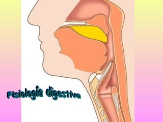 Fisiología digestiva 