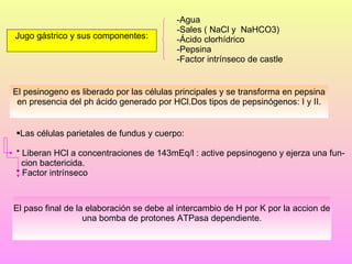 Agua Sales ( NaCl y  NaHCO3) Ácido clorhídrico Pepsina Factor intrínseco de castle Las células parietales de fundus y cuerpo:  * Liberan HCl a concentraciones de 143mEq/l : active pepsinogeno y ejerza una fun- cion bactericida. * Factor intrínseco Jugo gástrico y sus componentes: El pesinogeno es liberado por las células principales y se transforma en pepsina en presencia del ph ácido generado por HCl.Dos tipos de pepsinógenos: I y II. El paso final de la elaboración se debe al intercambio de H por K por la accion de una bomba de protones ATPasa dependiente. 