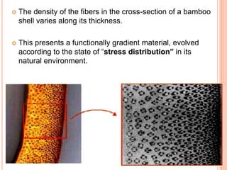 

The density of the fibers in the cross-section of a bamboo
shell varies along its thickness.



This presents a functionally gradient material, evolved
according to the state of “stress distribution” in its
natural environment.

 
