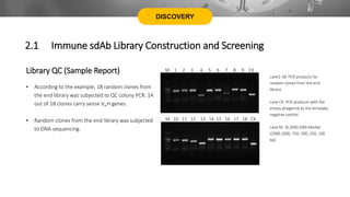 DISCOVERY
Library QC (Sample Report)
• According to the example, 18 random clones from
the end library was subjected to QC colony PCR. 14
out of 18 clones carry sense VHH genes.
• Random clones from the end library was subjected
to DNA sequencing.
M 1 2 3 4 5 6 7 8 9 CK
M 10 11 12 13 14 15 16 17 18 CK
Lane1-18: PCR products for
random clones from the end
library.
Lane CK: PCR products with the
empty phagemid as the template,
negative control.
Lane M: DL2000 DNA Marker
(2000,1000, 750, 500, 250, 100
bp)
2.1 Immune sdAb Library Construction and Screening
 