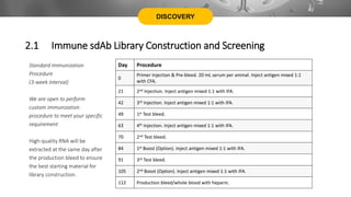 DISCOVERY
Day Procedure
0
Primer Injection & Pre-bleed. 20 mL serum per animal. Inject antigen mixed 1:1
with CFA.
21 2nd Injection. Inject antigen mixed 1:1 with IFA.
42 3rd Injection. Inject antigen mixed 1:1 with IFA.
49 1st Test bleed.
63 4th Injection. Inject antigen mixed 1:1 with IFA.
70 2nd Test bleed.
84 1st Boost (Option). Inject antigen mixed 1:1 with IFA.
91 3rd Test bleed.
105 2nd Boost (Option). Inject antigen mixed 1:1 with IFA.
112 Production bleed/whole blood with heparin.
Standard Immunization
Procedure
(3-week interval)
We are open to perform
custom immunization
procedure to meet your specific
requirement
High-quality RNA will be
extracted at the same day after
the production bleed to ensure
the best starting material for
library construction.
2.1 Immune sdAb Library Construction and Screening
 
