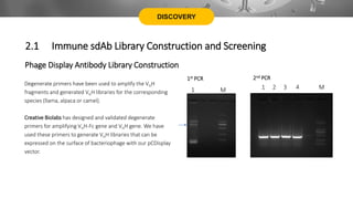 DISCOVERY
Phage Display Antibody Library Construction
Degenerate primers have been used to amplify the VHH
fragments and generated VHH libraries for the corresponding
species (llama, alpaca or camel).
Creative Biolabs has designed and validated degenerate
primers for amplifying VHH-Fc gene and VHH gene. We have
used these primers to generate VHH libraries that can be
expressed on the surface of bacteriophage with our pCDisplay
vector.
1 M
1st PCR
1 2 3 4 M
2nd PCR
2.1 Immune sdAb Library Construction and Screening
 