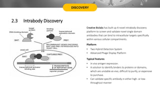 DISCOVERY
2.3 Intrabody Discovery
Creative Biolabs has built up A novel intrabody discovery
platform to screen and validate novel single domain
antibodies that can bind to intracellular targets specifically
within various cellular compartments.
Platform
• Two-Hybrid Detection System
• Advanced Phage Display Platform
Typical Features
• In vivo antigen expression.
• A solution to identify binders to proteins or domains,
which are unstable ex vivo, difficult to purify, or expensive
to purchase.
• Can validate specific antibody in either high- or low-
throughout manner
 