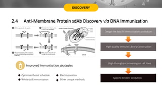 DISCOVERY
2.4 Anti-Membrane Protein sdAb Discovery via DNA Immunization
Design the best fit immunization procedure
High-throughput screening on cell lines
Specific Binders Validation
Improved immunization strategies
High-quality Immune Library Construction
Optimized boost schedule Electroporation
Whole cell immunization Other unique methods
 