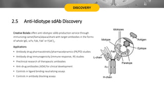 DISCOVERY
Creative Biolabs offers anti-idiotypic sdAb production service through
immunizing camel/llama/alpaca/shark with target antibodies in the forms
of whole IgG, scFv, Fab, Fab’ or F(ab’)2.
Applications
• Antibody drug pharmacokinetic/pharmacodynamics (PK/PD) studies
• Antibody drug immunogenicity (immune response, IR) studies
• Preclinical research of therapeutic antibodies
• Anti-drug antibodies (ADA) for clinical development
• Controls in ligand binding neutralizing assays
• Controls in antibody blocking assays
2.5 Anti-Idiotype sdAb Discovery
 