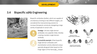 Bispecific antibodies (bsAbs), which are capable of
simultaneous binding to two different targets, are
considered the most promising solution to
increase therapeutic activity by retargeting a large
variety of payloads to cancer cells.
DEVELOPMENT
3.4 Bispecific sdAb Engineering
Strategy: Link two single domain
antibodies via a peptidic linker, thereby
creating a tandem single domain
antibody.
Successfully example: A few bispecific
single domain antibodies with
neutralization activity obtained using a
specially designed linker based on the
hinge region of the llama IgG2a isotype
 