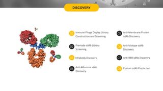 DISCOVERY
Immune Phage Display Library
Construction and Screening
01 Anti-Membrane Protein
sdAb Discovery
05
Premade sdAb Library
Screening
02 Anti-Idiotype sdAb
Discovery
06
Intrabody Discovery
03 Anti-BBB sdAb Discovery
07
Anti-Albumins sdAb
Discovery
04 Custom sdAb Production
08
 
