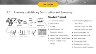 DISCOVERY
Standard Protocol
 Animal Immunization
 RNA Isolation
 RT-PCR
 Amplification of VHH
Expression Cassette
 Ligation and Transformation
 Prepare M13KO7 Helper Phage
 Prepare Antibody Library
Phages
 Antibody Library Biopanning
- Solid-Phase
- Solution-Sorting with Plate
- Solution-Sorting with Beads
 Polyclonal Phage ELISA
 Monoclonal Phage ELISA
 DNA Sequencing
 Soluble sdAb ELISA
 Bioinformatics Analysis
 Recombinant sdAb Production
2.1 Immune sdAb Library Construction and Screening
 