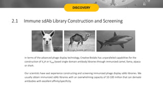 DISCOVERY
In terms of the advanced phage display technology, Creative Biolabs has unparalleled capabilities for the
construction of VHH or VNAR based single domain antibody libraries through immunized camel, llama, alpaca
or shark.
Our scientists have vast experience constructing and screening immunized phage display sdAb libraries. We
usually obtain immunized sdAb libraries with an overwhelming capacity of 10-100 million that can derivate
antibodies with excellent affinity/specificity.
2.1 Immune sdAb Library Construction and Screening
 