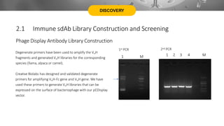 DISCOVERY
Phage Display Antibody Library Construction
Degenerate primers have been used to amplify the VHH
fragments and generated VHH libraries for the corresponding
species (llama, alpaca or camel).
Creative Biolabs has designed and validated degenerate
primers for amplifying VHH-Fc gene and VHH gene. We have
used these primers to generate VHH libraries that can be
expressed on the surface of bacteriophage with our pCDisplay
vector.
M
1st PCR
1 1 2 3 4 M
2nd PCR
2.1 Immune sdAb Library Construction and Screening
 